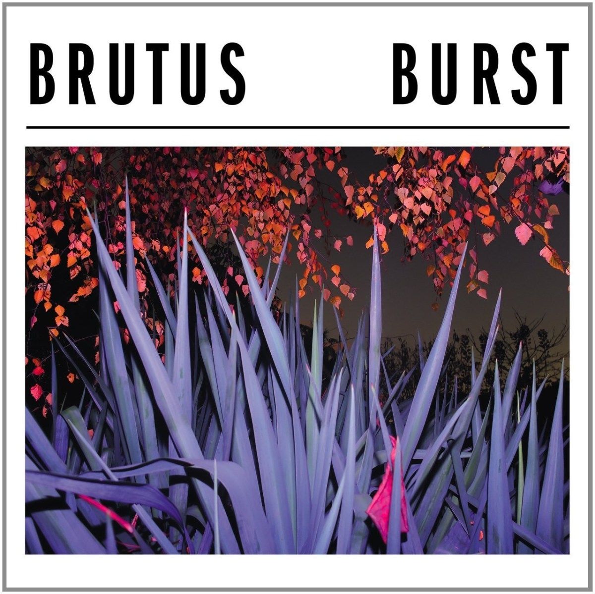 Brutus 'Burst'