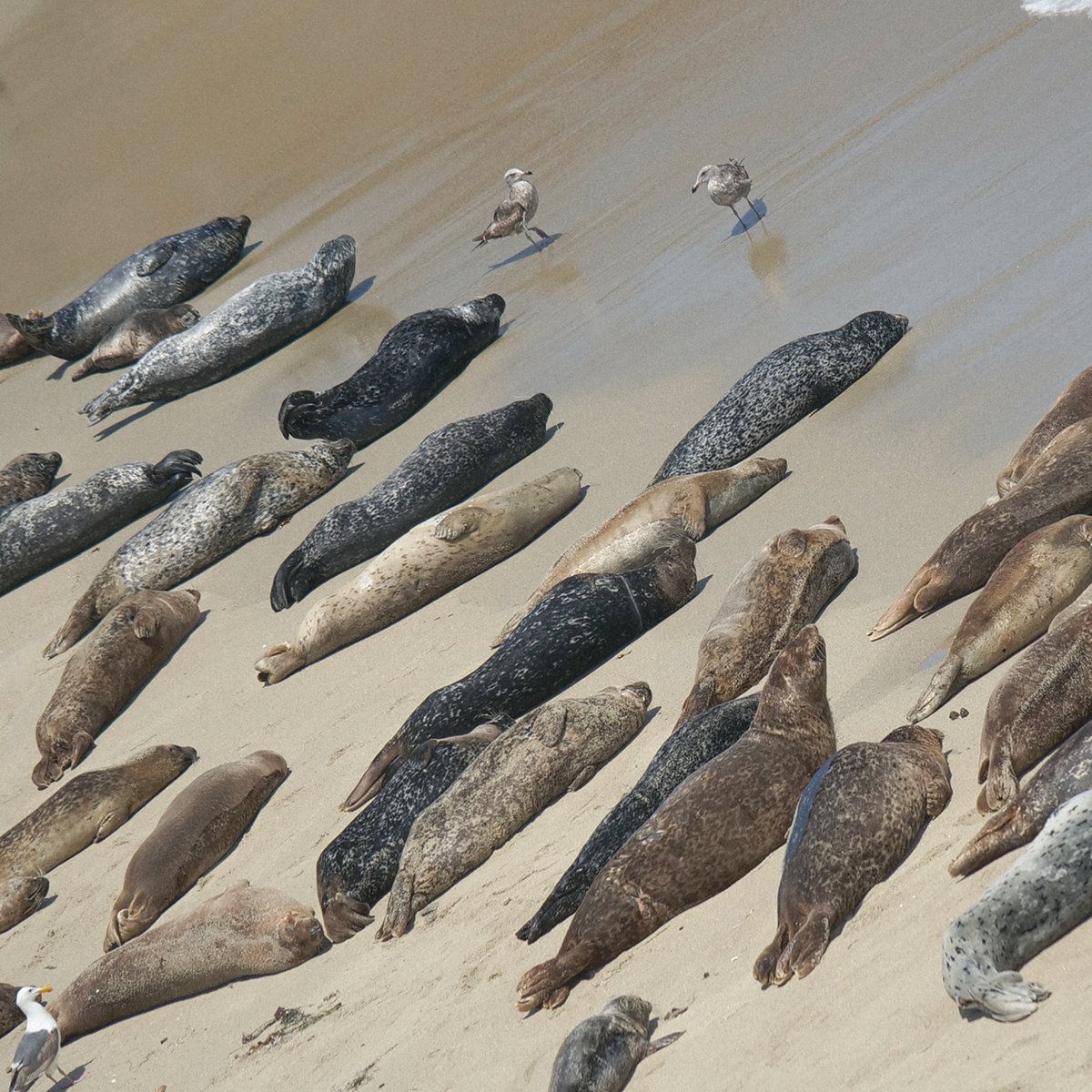 Beauchamp*Geissler - '0___0_0' - EP Beauchamp*Geissler - '0___0_0' - EP