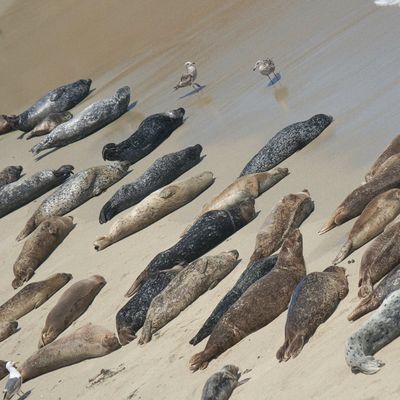 Beauchamp*Geissler - '0___0_0' - EP