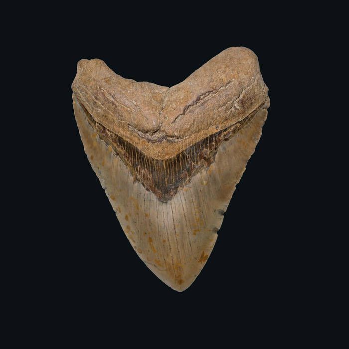 Vampyres - 'In The Night ' - LP