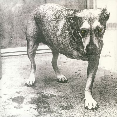 Alice In Chains - 'Alice In Chains' - LP