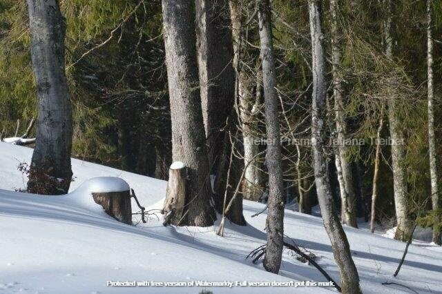 Schnee im Wald 30x45