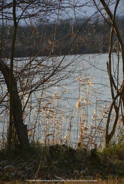 Blick durch das Schilf