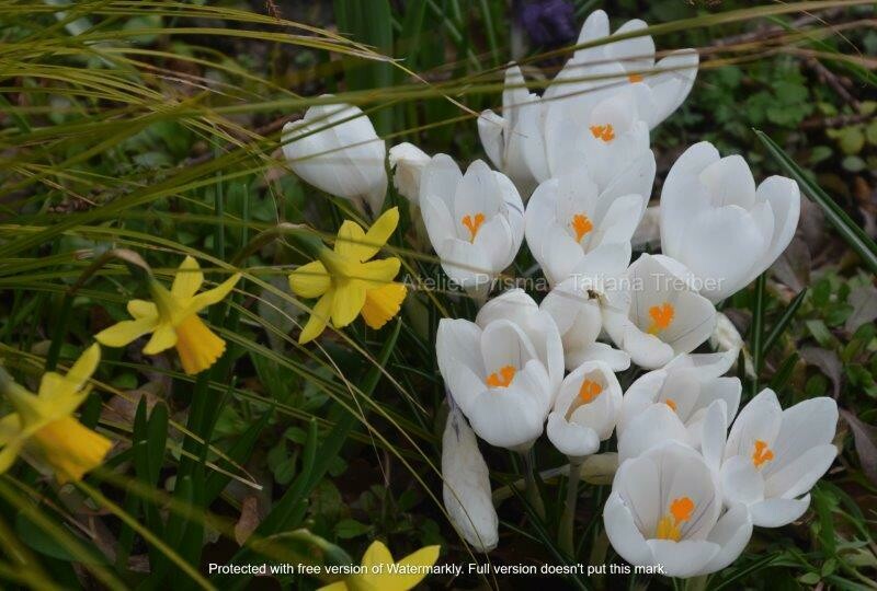 weiße Krokusse