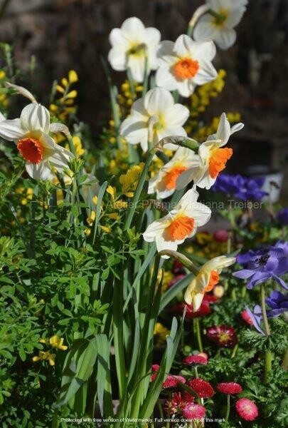 Blühende Blumen