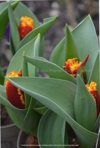 Tulpen