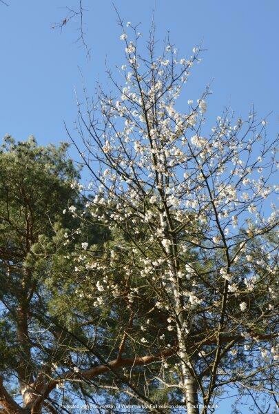 Blühender Baum