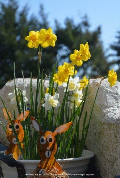 Hasen mit Osterglocken