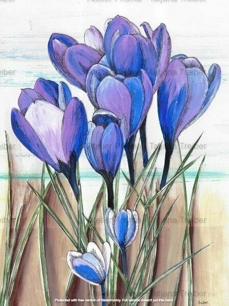 Krokusse lila