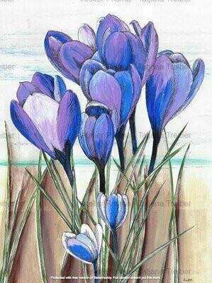 Krokusse lila