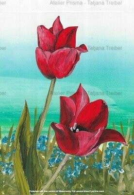 Tulpen 1