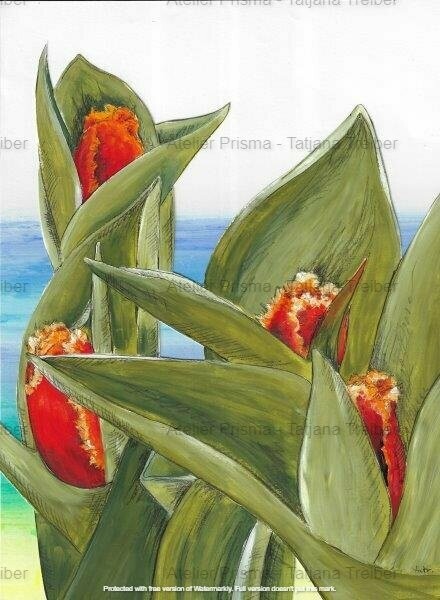 Tulpen 3