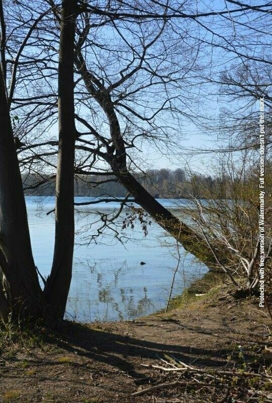 Bäume am See