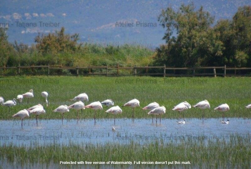 Flamingos