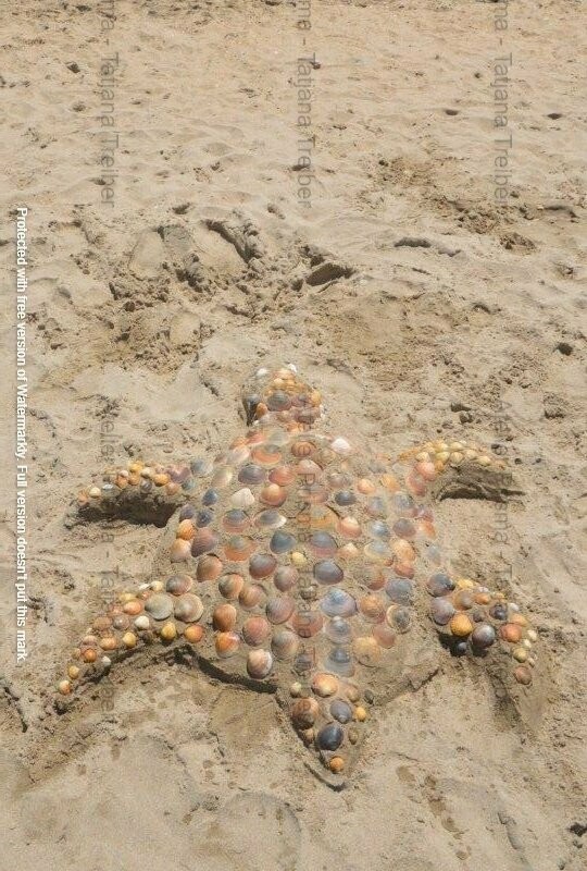 Schildkröte