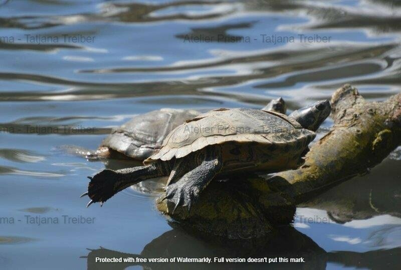 Schildkröten