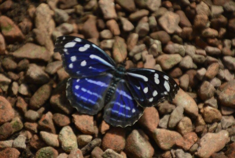 Schmetterling