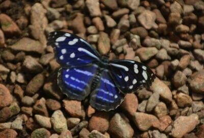 Schmetterling Schmetterling