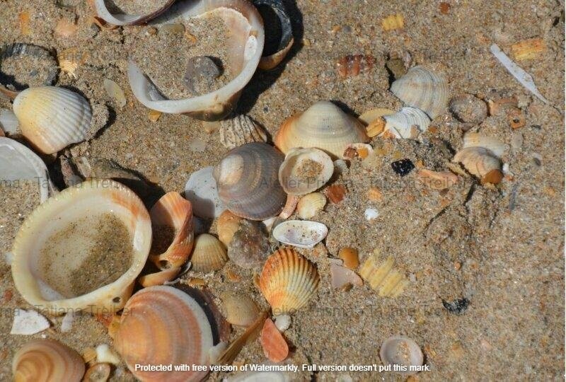 Muscheln