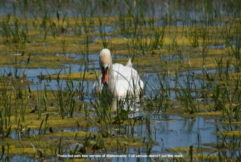 Schwan