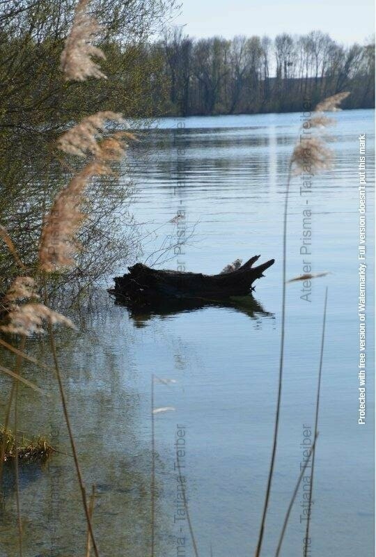 Stamm im Wasser
