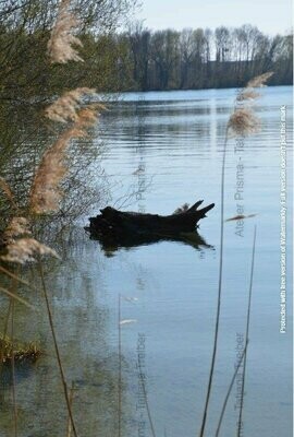 Stamm im Wasser Stamm im Wasser