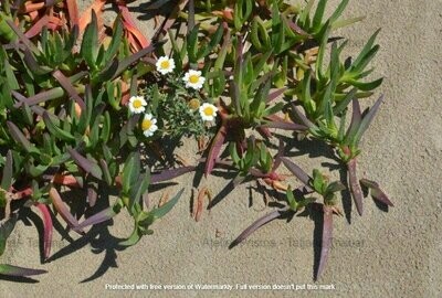 Tigerkralle im Sand Tigerkralle im Sand