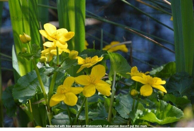 Sumpfdotterblume