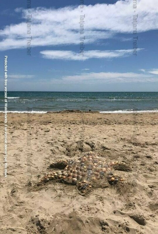 Schildkröte 30 x 45