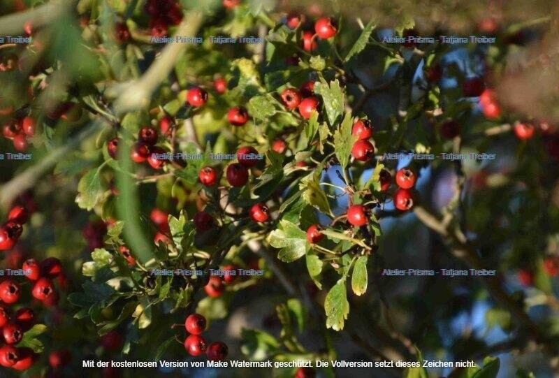 Beeren