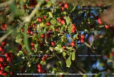 Beeren