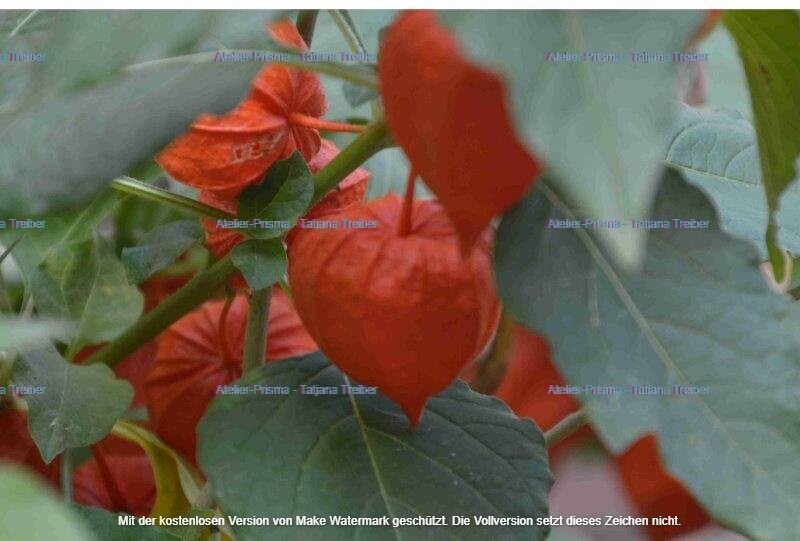 Lampionblume 2