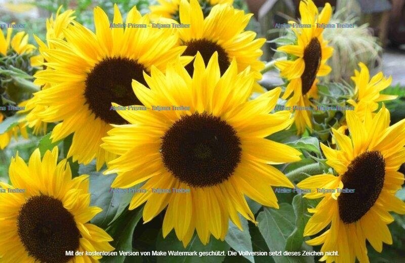 Sonnenblumen