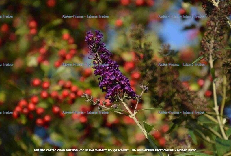 Flieder und Beeren