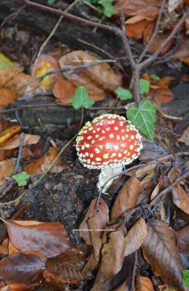 Pilze 1