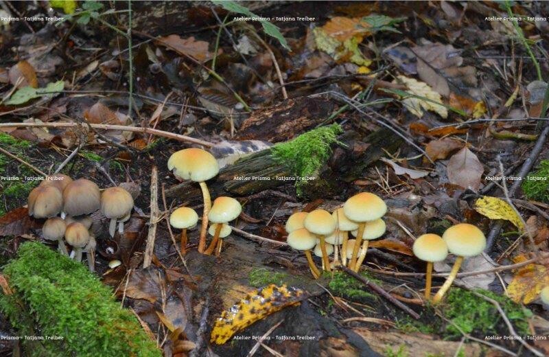 Pilze 4