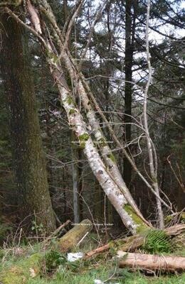 Herbstbäume 6 Herbstbäume 6