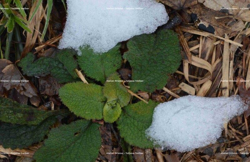 Schnee Detail