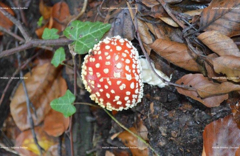 Pilze 1