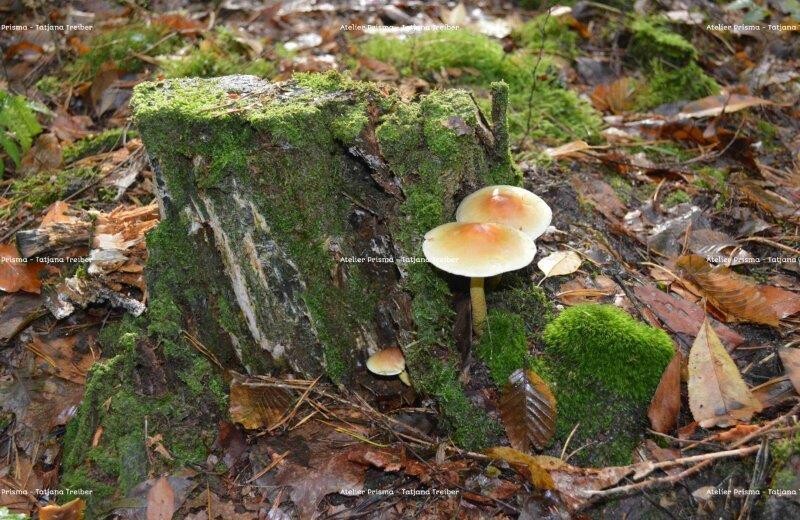 Pilze 5