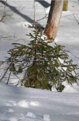 Feldberg 8 Feldberg 8