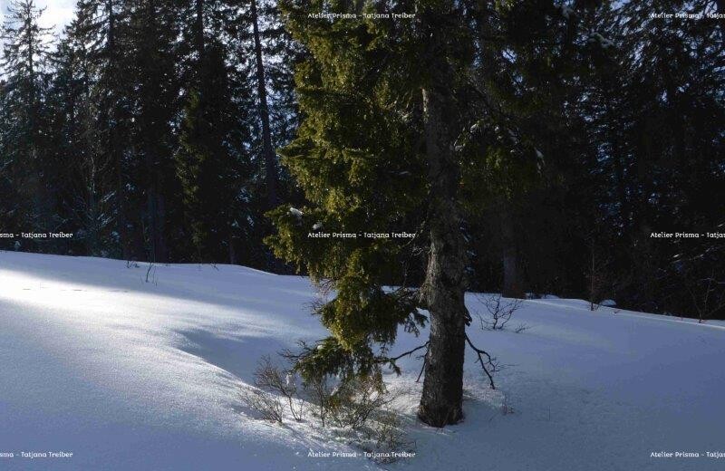Feldberg 6