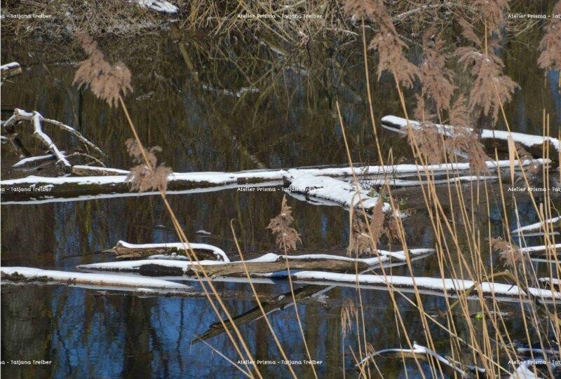 Stieglitze