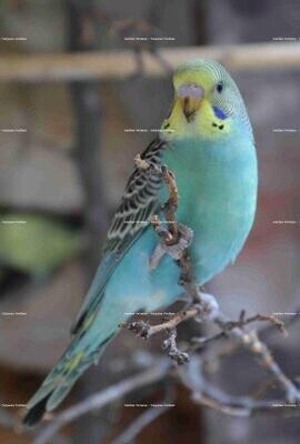 Wellensittich 6 Wellensittich 6