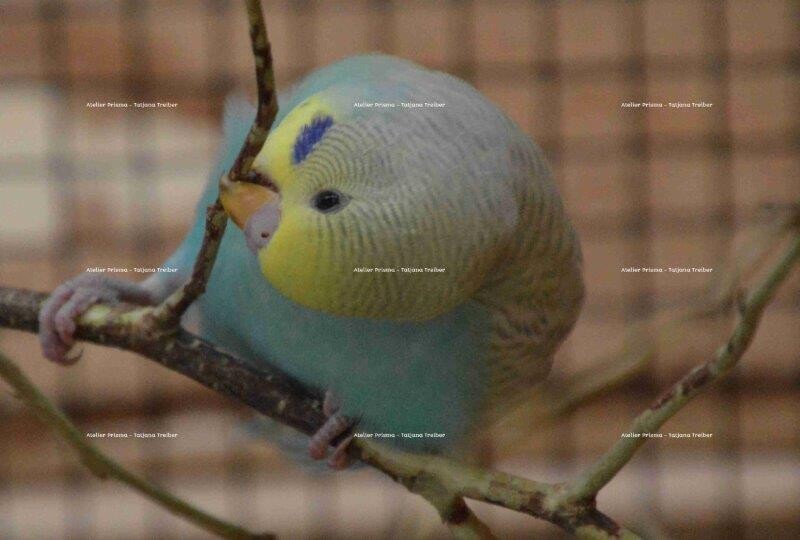 Wellensittich 5