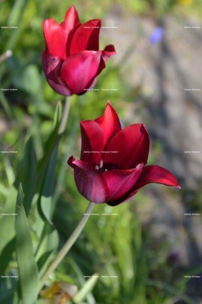zwei Tulpen 30x45