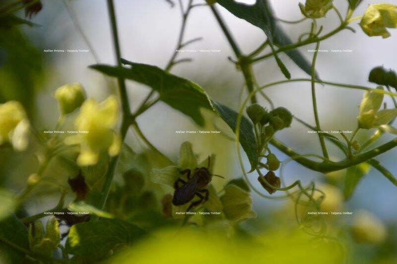 Wilder Hopfen 30x45