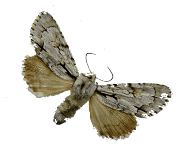 3 draailessen