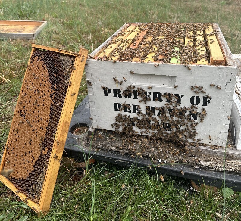 10 Frame Single Deep with a new 2026 VSH Queen.   PICK UP ONLY BY APPOINTMENT STARTING IN MAY