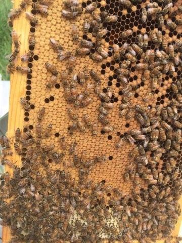 5 Deep Frame NUC with a 2026 Queen.